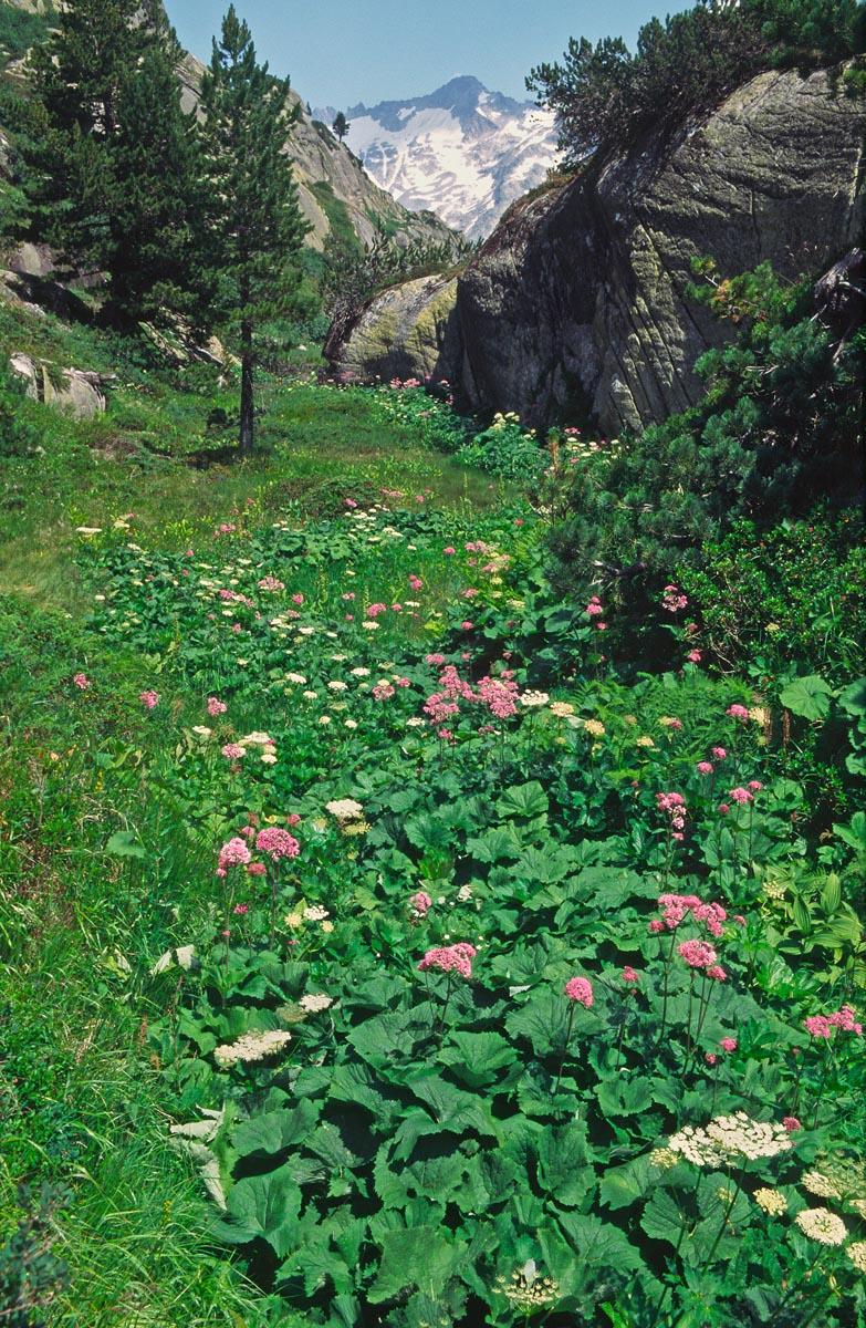 Moorlandschaft Grimsel (Sunnig Aar), Bild: Jan Ryser